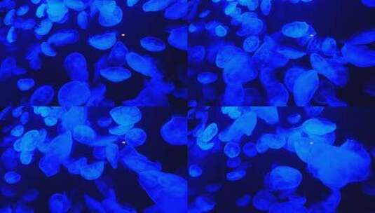 海底世界海洋馆水族馆水母高清在线视频素材下载