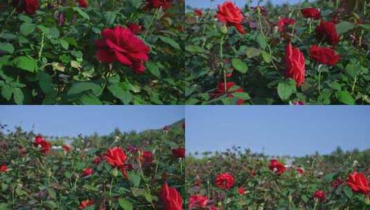 三亚博后村在风中摇曳的玫瑰花田高清在线视频素材下载