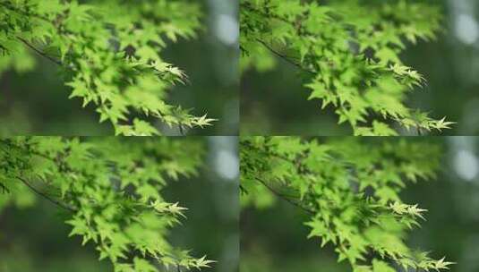 杭州虎跑 晴天绿色枫树叶上停着一只蜻蜓高清在线视频素材下载