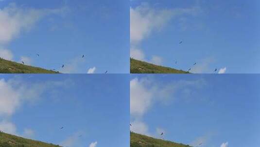草原蓝天飞翔的鹰高清在线视频素材下载