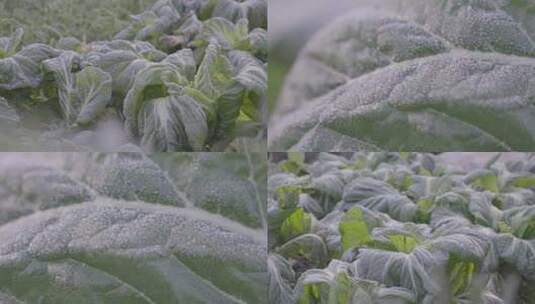 冬天菜叶上的白霜冰晶高清在线视频素材下载