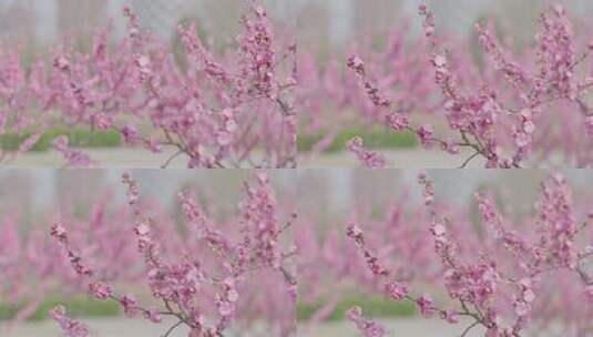 樱花树从高清在线视频素材下载