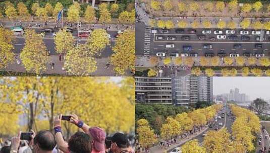 广州洲头咀黄风铃航拍高清在线视频素材下载