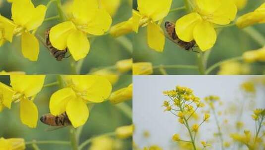 油菜花蜜蜂采蜜实拍镜头高清在线视频素材下载