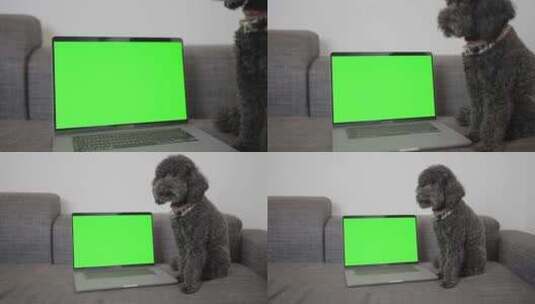 看笔记本电脑的狗狗高清在线视频素材下载