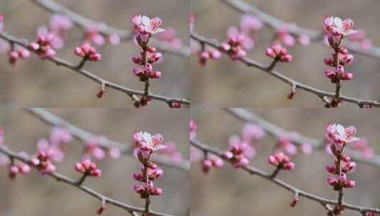 春天盛开的粉色桃花山桃花朵全景满画幅高清在线视频素材下载