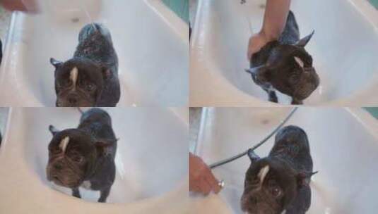一只法国斗牛犬在洗澡时被清洗掉虱子后被冲高清在线视频素材下载