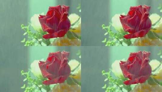 玫瑰花 雨中高清在线视频素材下载