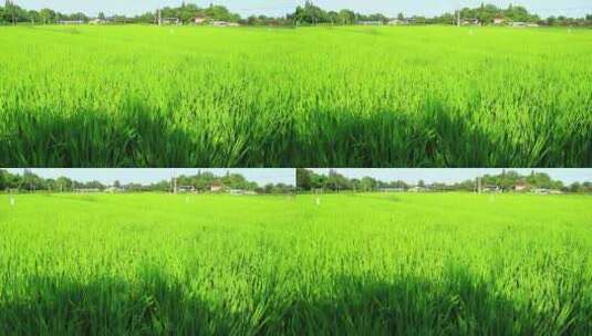 成都市温江区万春镇和林村的稻田高清在线视频素材下载