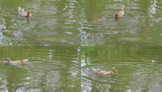 春天阳光下池塘中的鸭子高清在线视频素材下载