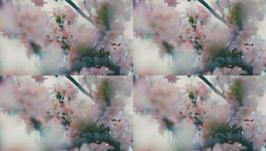 春天盛开的粉色海棠花高清在线视频素材下载
