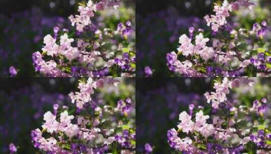 春天阳光下的海棠花花瓣唯美的逆光光影高清在线视频素材下载