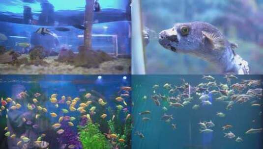 海洋馆水母美人鱼表演魔鬼鱼海底世界高清在线视频素材下载