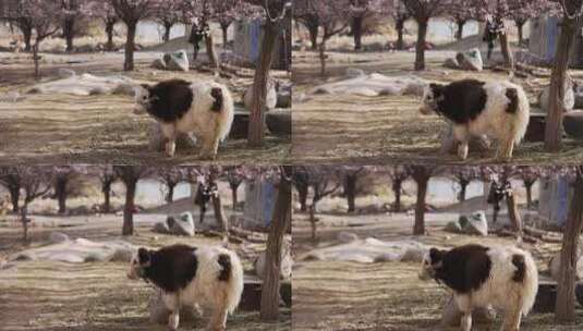 清晨农场里的高原白色小牦牛竖版竖屏高清在线视频素材下载