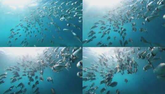 海底阳光鱼群追逐高清在线视频素材下载