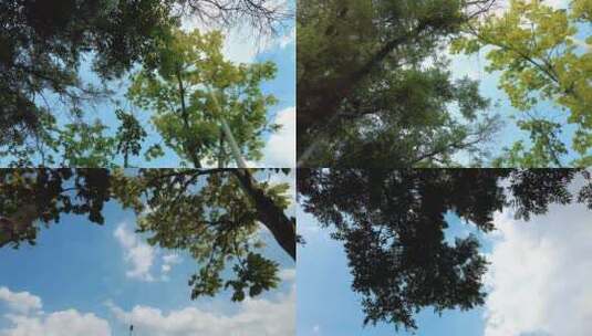 蓝天白云绿色植物树枝树叶夏日风景实拍高清在线视频素材下载