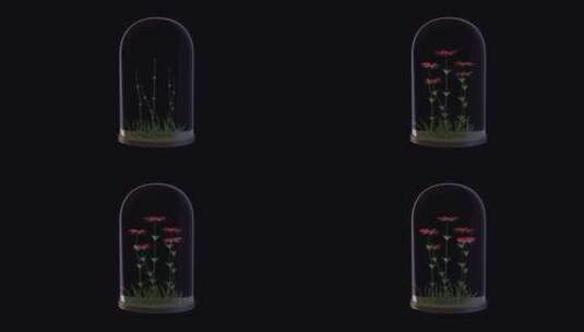 玻璃灯笼里种红花高清在线视频素材下载