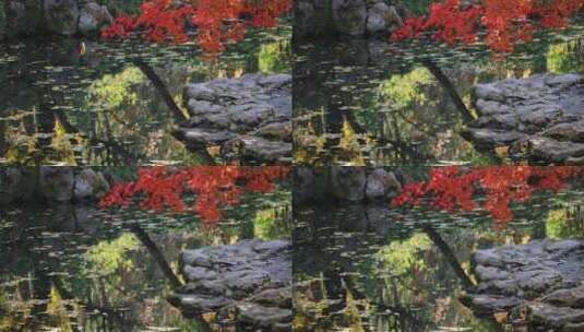 深秋苏州古典园林拙政园秋色美景高清在线视频素材下载