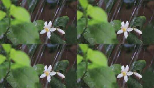 给植物浇水高清在线视频素材下载