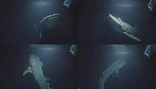 鲸鲨在夜间捕食高清在线视频素材下载