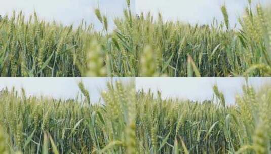 快成熟的小麦麦田高清在线视频素材下载