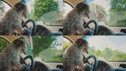 一个专注的狗司机开车穿过美国郊区高清在线视频素材下载