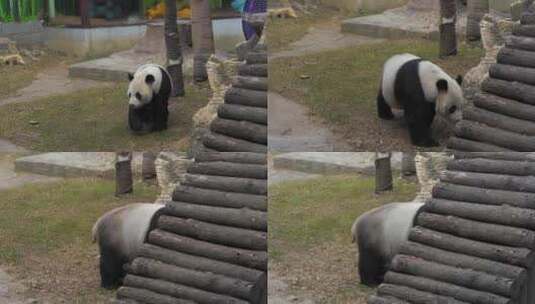 实拍动物园大熊猫高清在线视频素材下载