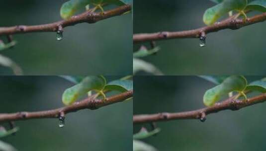 绿叶雨后雨滴水珠高清在线视频素材下载