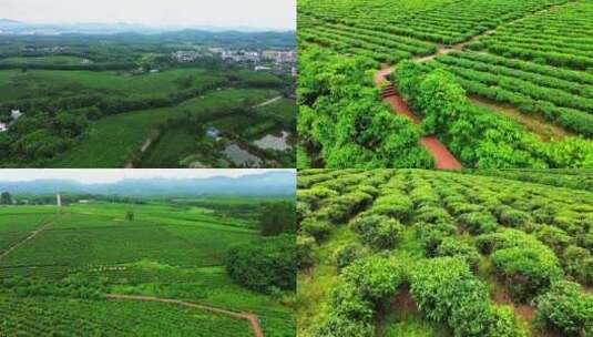 航拍海南白沙茶园视频高清在线视频素材下载