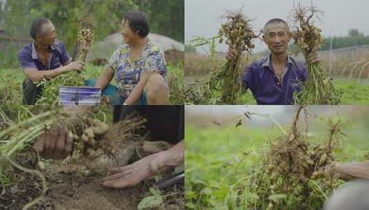 花生丰收农产品收获高清在线视频素材下载