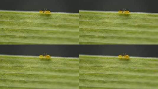 微观世界植物上的昆虫高清在线视频素材下载