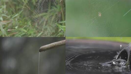 蜘蛛织网 捕猎 昆虫 大自然 水池 户外风景高清在线视频素材下载