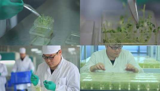 无土栽培 植物培养 科研高清在线视频素材下载