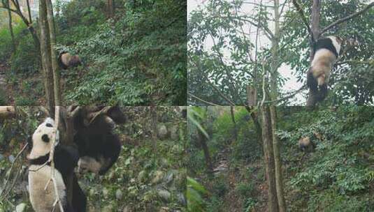 雅安碧峰峡国宝大熊猫合集高清在线视频素材下载