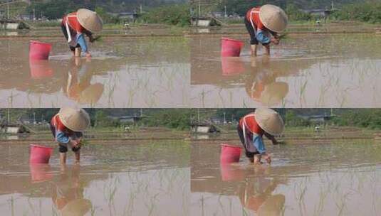 农民在水田中弯腰插秧的劳作画面高清在线视频素材下载