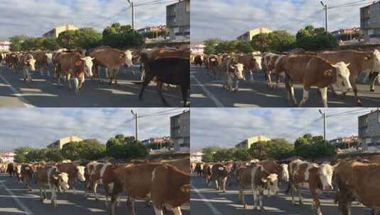 成群奶牛在乡村道路上行走的场景高清在线视频素材下载