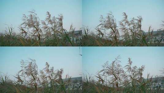 风吹芦苇荡高清在线视频素材下载