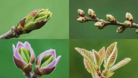春天植物森林生长发芽高清在线视频素材下载