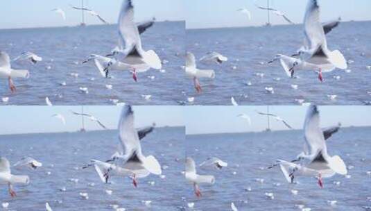 海面上海鸥飞翔实拍素材高清在线视频素材下载