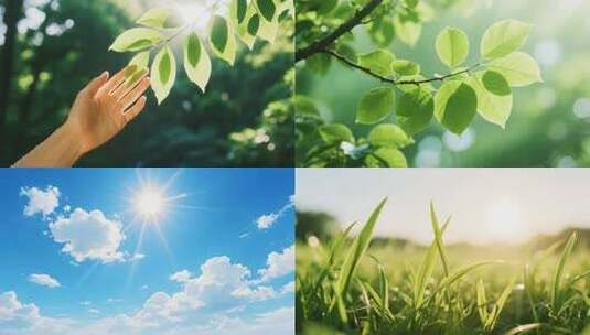 阳光触摸阳光树叶清晨阳光唯美清新蓝天鲜花高清在线视频素材下载