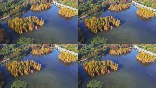 成都白鹭湾湿地公园秋季水杉红叶航拍高清在线视频素材下载