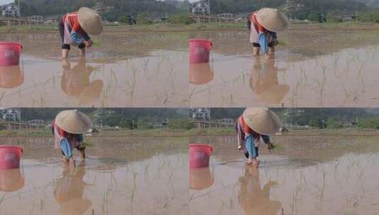 农民在水田中弯腰插秧的劳作画面高清在线视频素材下载