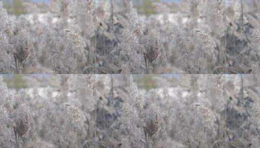 芦苇 禾本科 花 干芦苇 被子植物 芦苇毛高清在线视频素材下载