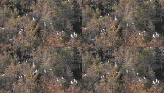 佛山市顺德伦教大涌水杉湿地候鸟白鹭群高清在线视频素材下载