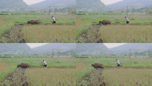 牛在田间耕地的场景 牛犁田高清在线视频素材下载