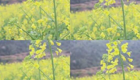 湘南农村春天油菜花花朵1高清在线视频素材下载