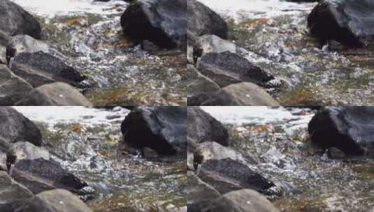 在岩石间流淌的河水高清在线视频素材下载