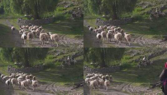 新疆西藏云南宁夏青海羊群牧场农场高清在线视频素材下载