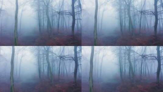 森林的薄雾高清在线视频素材下载