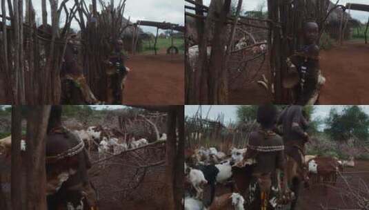 非洲妇女进入羊群高清在线视频素材下载